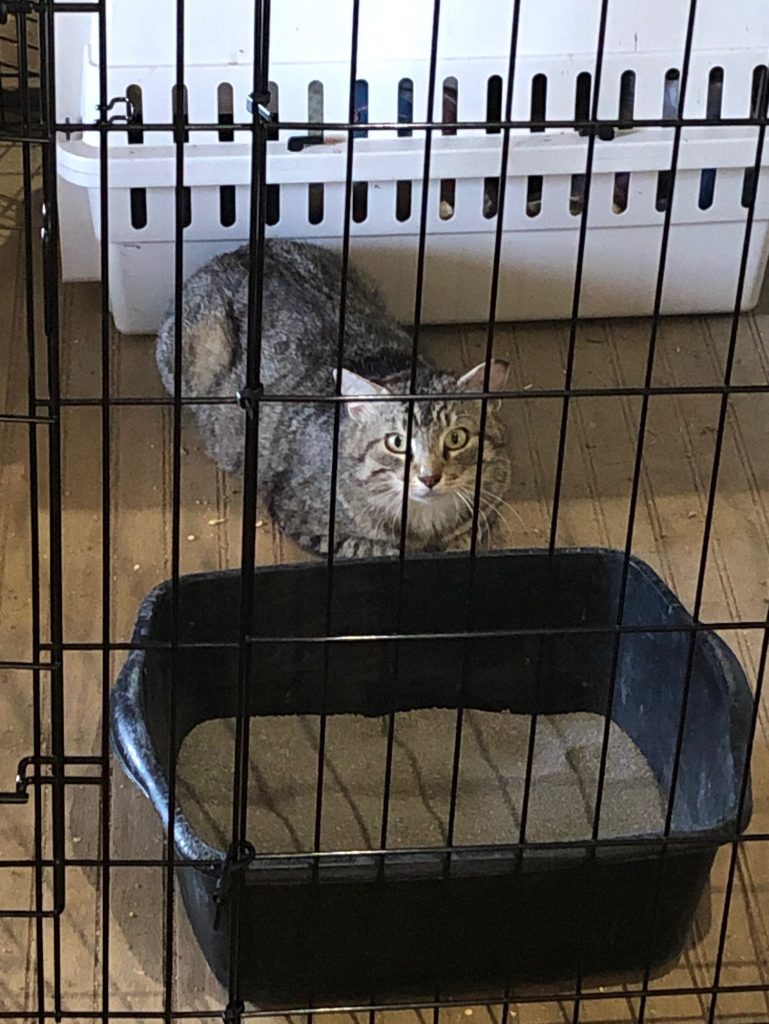 barn cat adoption near me